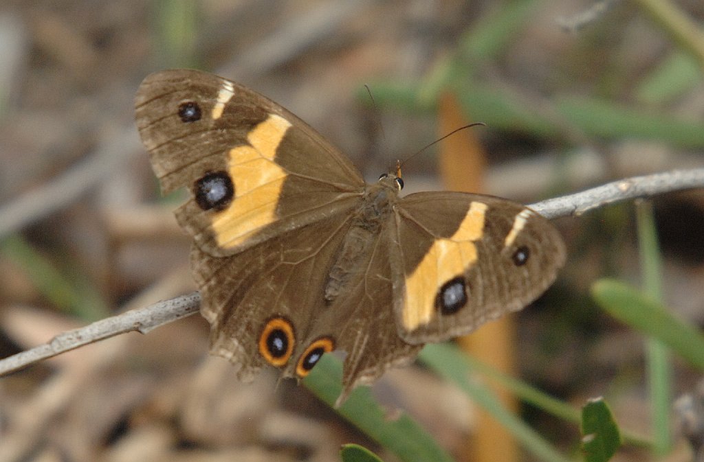 174 Swordgrass Brown, 2007-12119516b Sydney Bay NP, Manly, AU.JPG - Swordgrass Brown (Tisiphone abeona) Butterfly. Sydney Bay National Park, Manly, AU, 12-11-2007